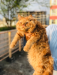 Persian Male Cat